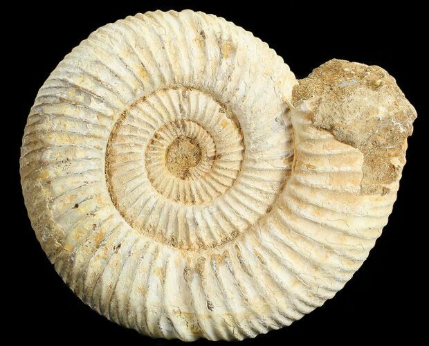 Perisphinctes Ammonite - Jurassic #68206